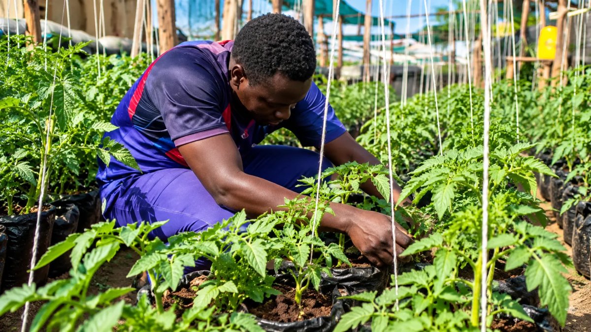 Urban Tomato Farming in Uganda: Sustainable Vegetable Production and Smallholder Farmer Training for Improved Food Security and Livelihoods