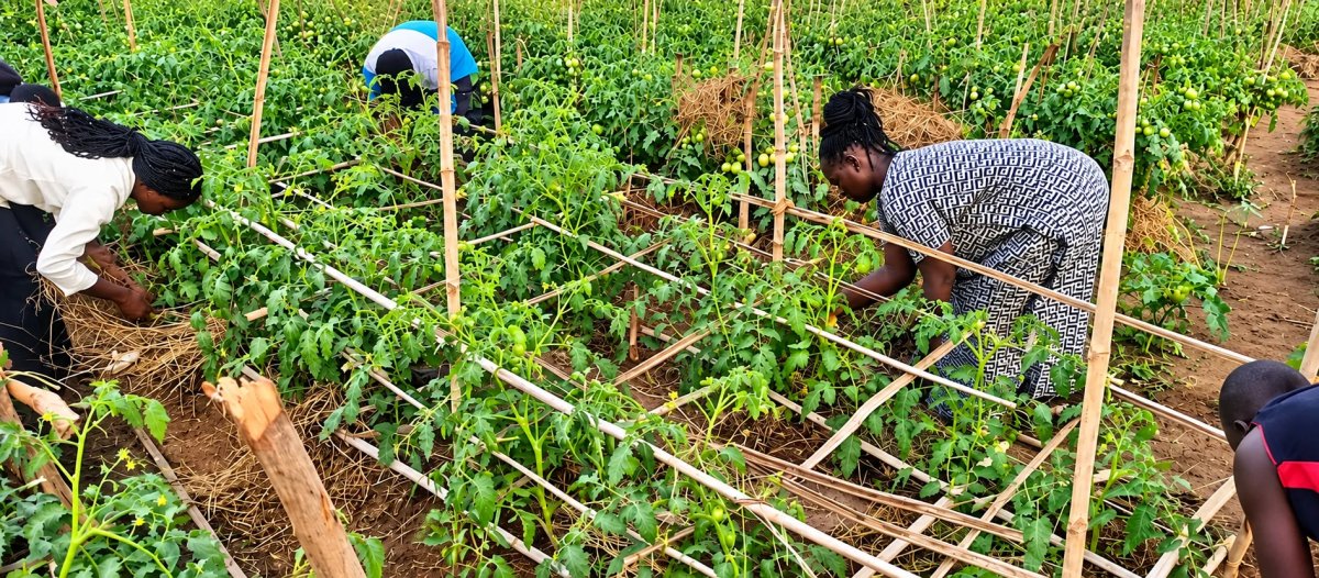 Sustainable Tomato Farming in Uganda: Farmers Cultivating Healthy Tomato Crops for Improved Food Security and Sustainable Livelihoods